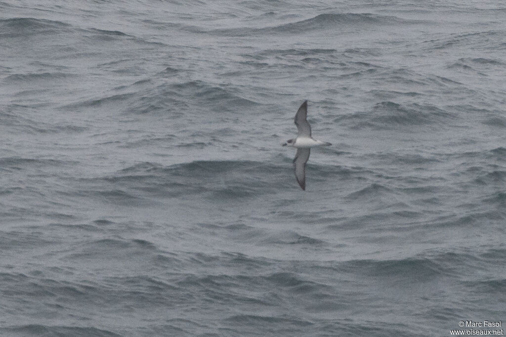 Juan Fernandez Petreladult, Flight