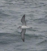 Juan Fernandez Petrel