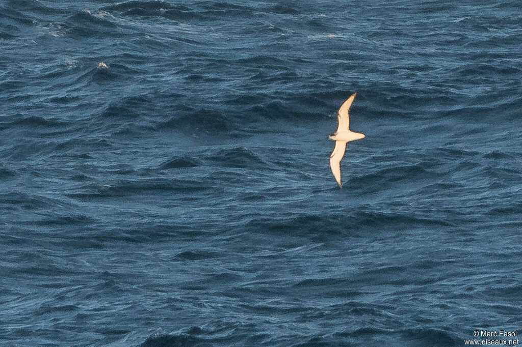 Juan Fernandez Petreladult, Flight