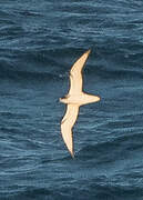 Juan Fernandez Petrel