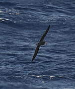 Zino's Petrel