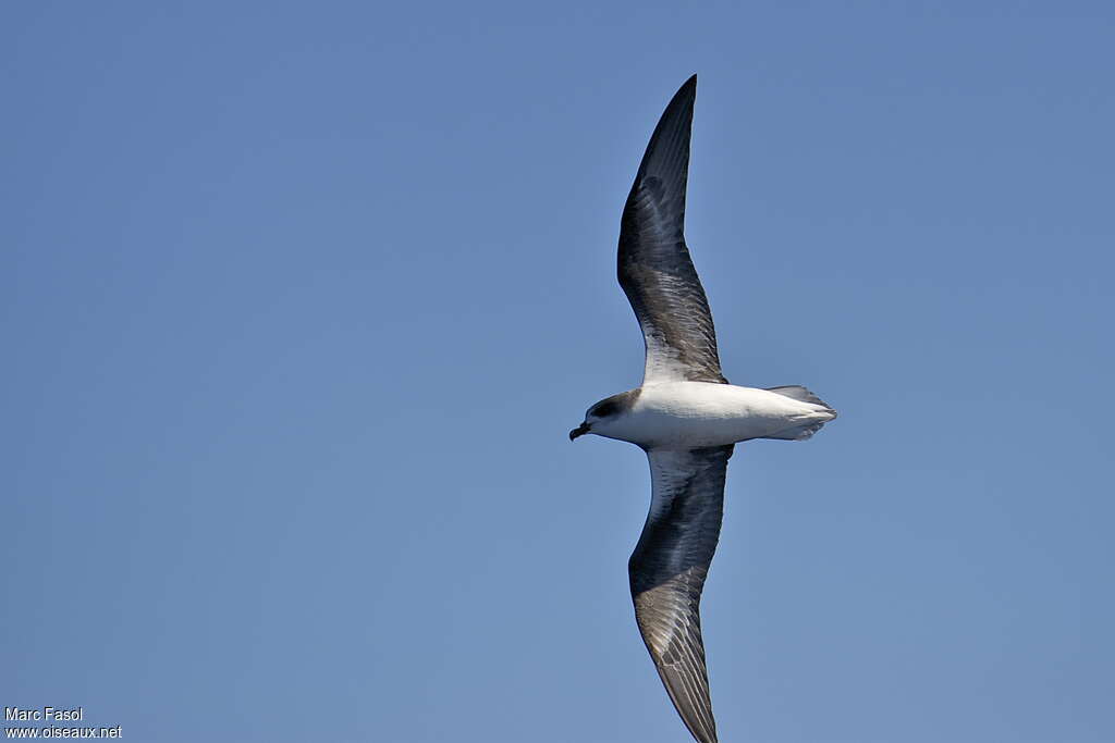 Zino's Petrel male adult breeding, pigmentation, Flight