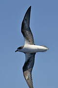 Zino's Petrel