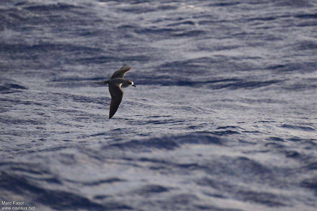 Zino's Petreladult breeding, Flight