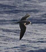 Zino's Petrel