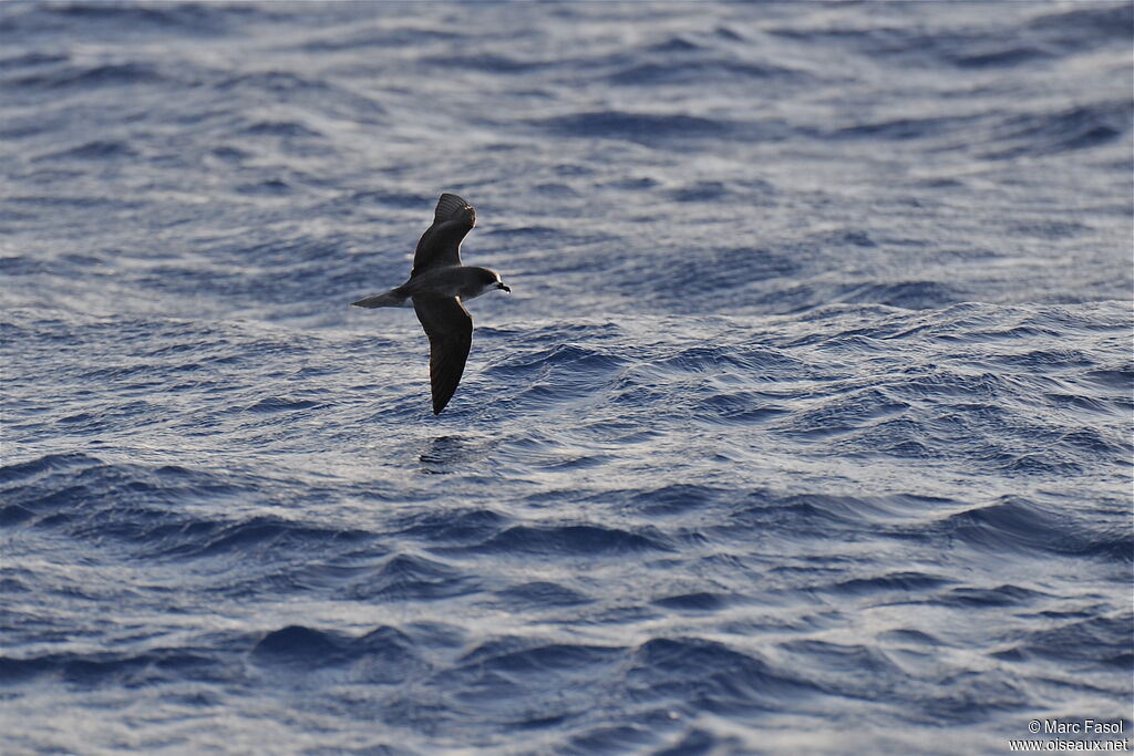 Zino's Petreladult breeding, Flight