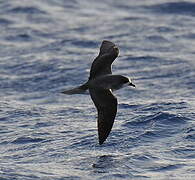 Zino's Petrel