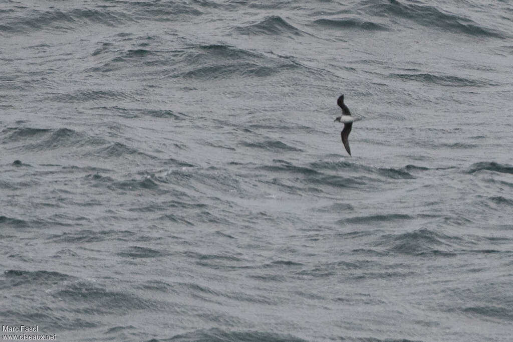 Atlantic Petreladult, identification, Flight