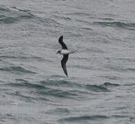 Atlantic Petrel