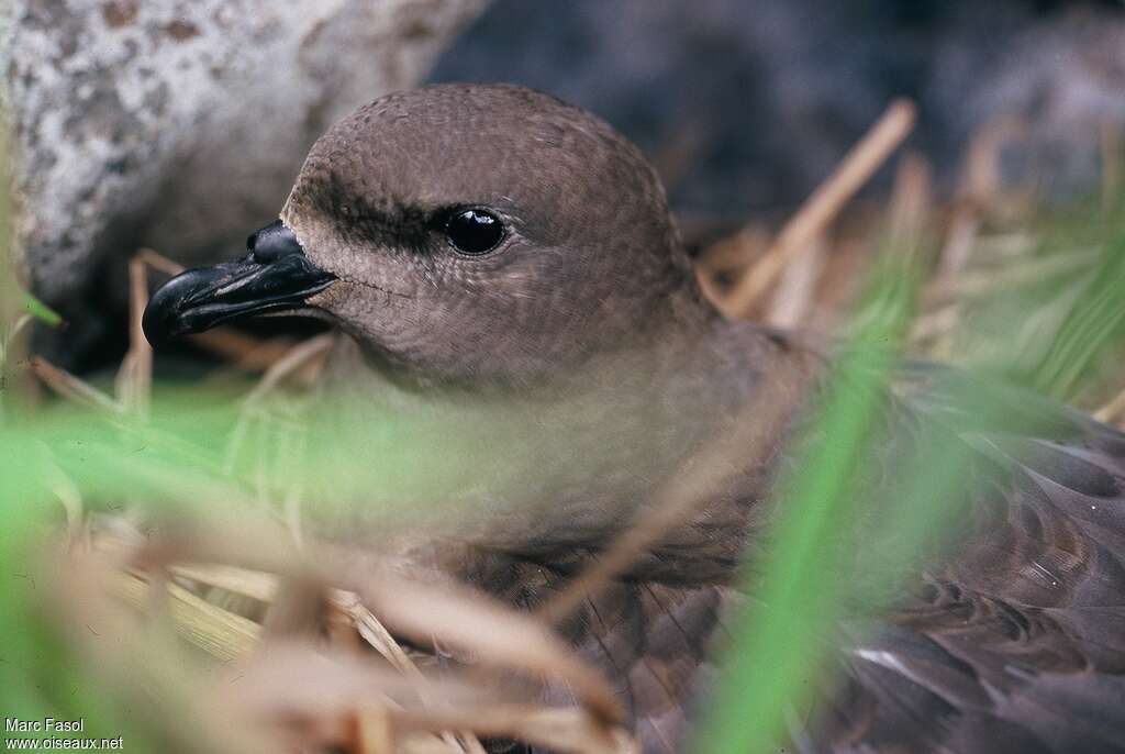 Pétrel des Kermadecadulte nuptial, identification, Nidification