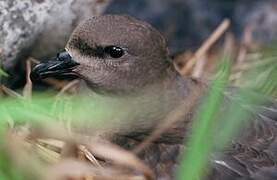 Kermadec Petrel