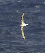 Desertas Petrel