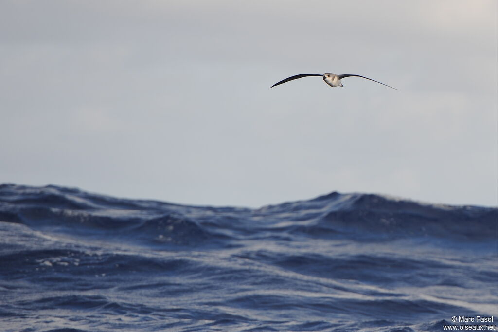 Desertas Petreladult breeding, Flight