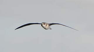 Desertas Petrel