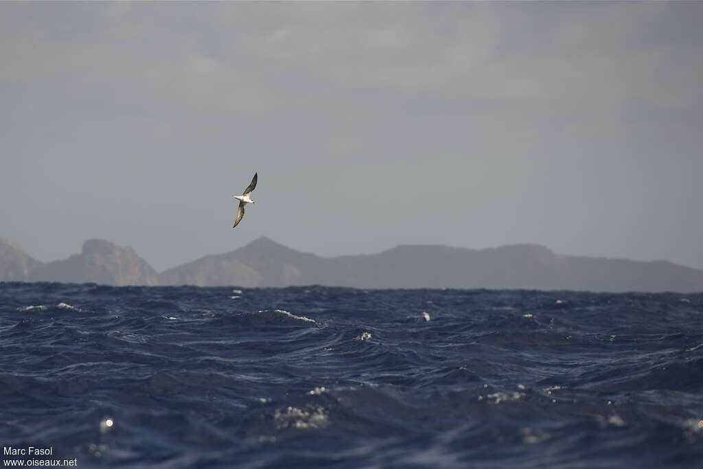 Desertas Petreladult breeding, habitat, Flight