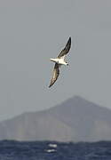 Desertas Petrel