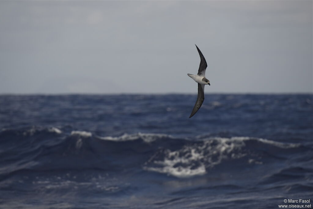 Desertas Petreladult breeding, habitat, pigmentation, Flight, Behaviour