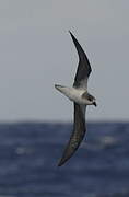 Desertas Petrel