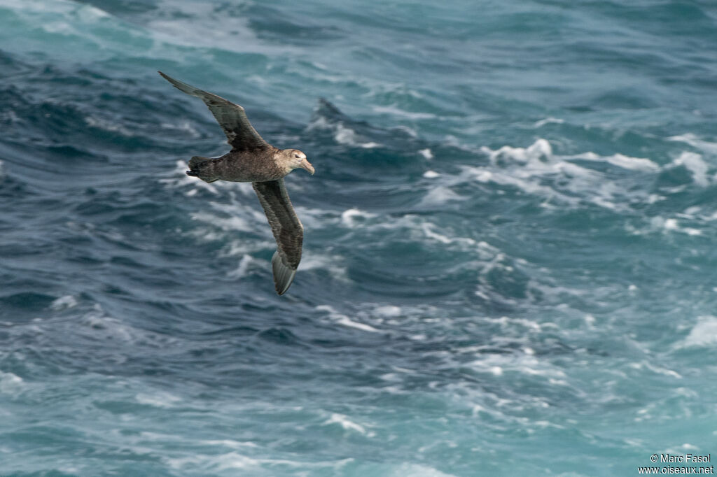 Southern Giant Petreladult, Flight