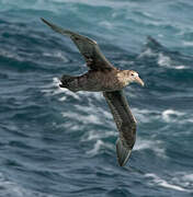 Southern Giant Petrel