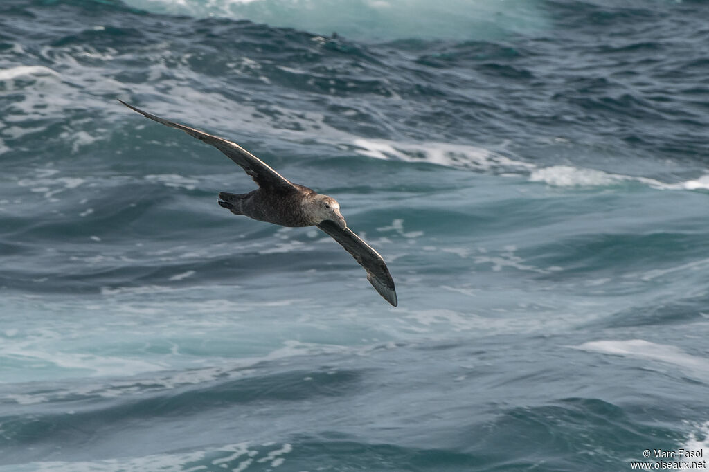 Southern Giant Petreladult, Flight