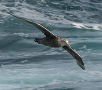 Southern Giant Petrel