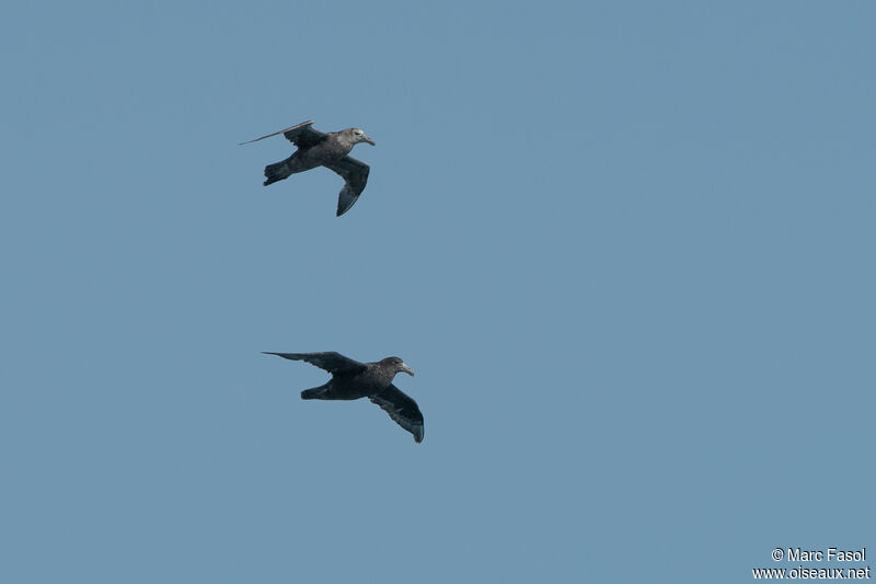 Southern Giant Petrel, Flight