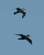 Southern Giant Petrel