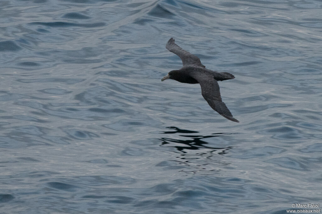 Southern Giant Petrelimmature, Flight