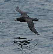 Southern Giant Petrel