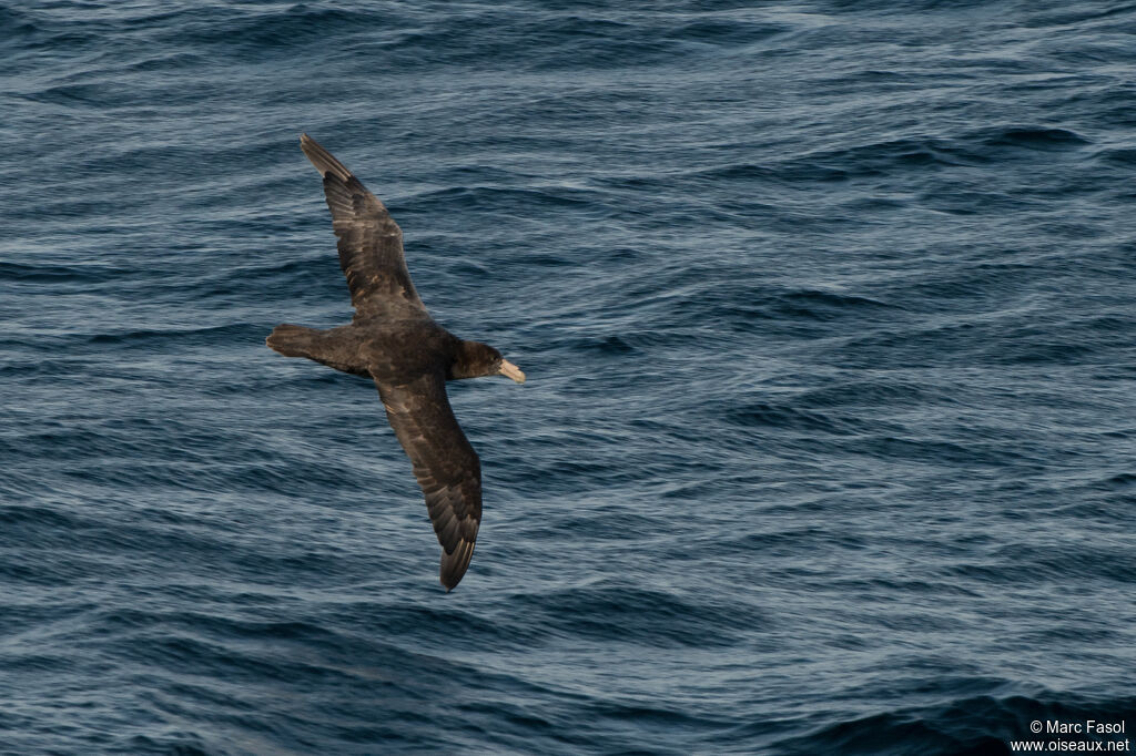 Southern Giant Petreladult, Flight