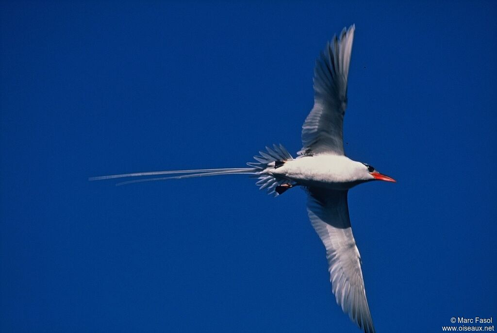 Red-billed Tropicbirdadult breeding, Flight