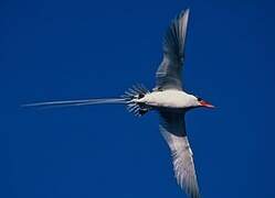 Red-billed Tropicbird