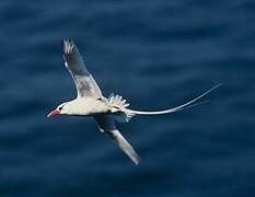 Red-billed Tropicbird