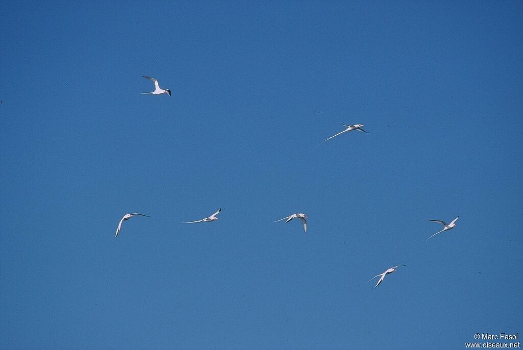 Red-billed Tropicbirdadult breeding, identification, Flight, Behaviour