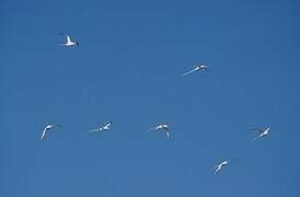 Red-billed Tropicbird