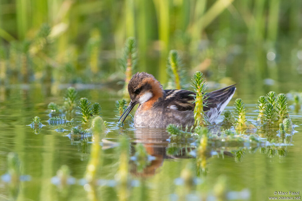 Red-necked Phalarope male adult breeding, habitat, eats