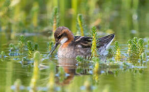 Phalarope à bec étroit