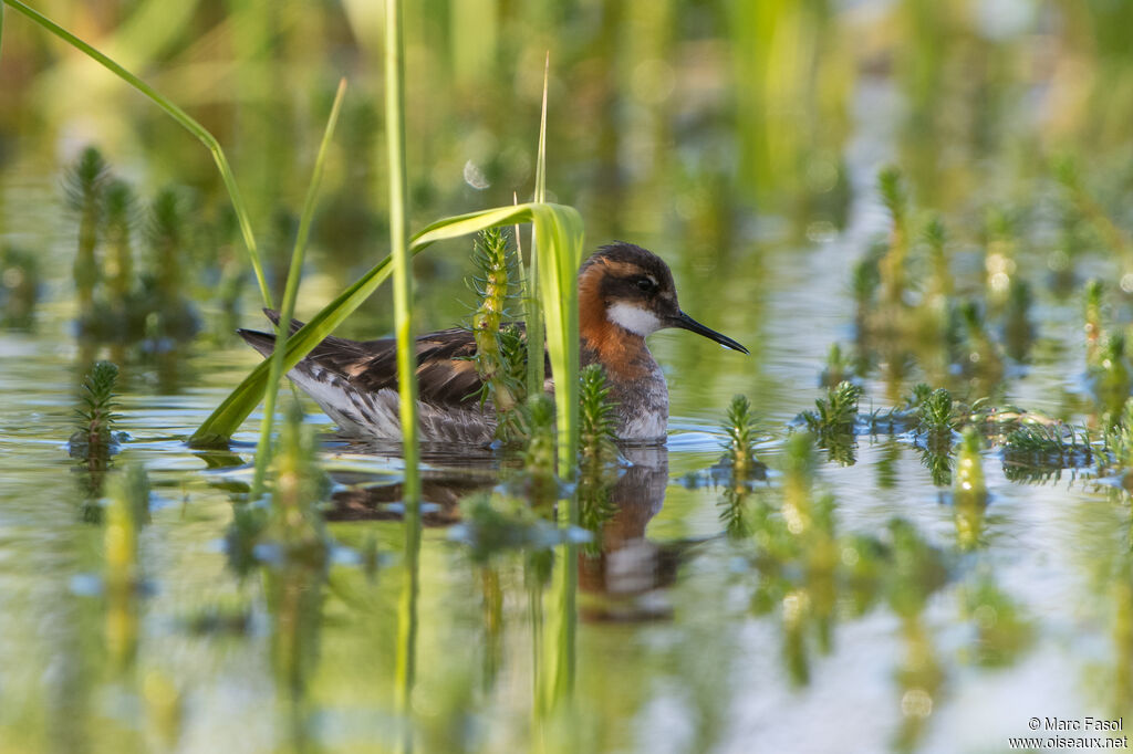 Red-necked Phalarope male, habitat, swimming