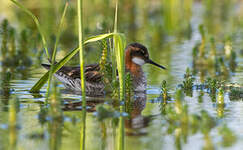 Phalarope à bec étroit