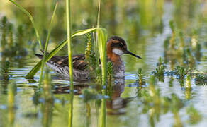 Red-necked Phalarope