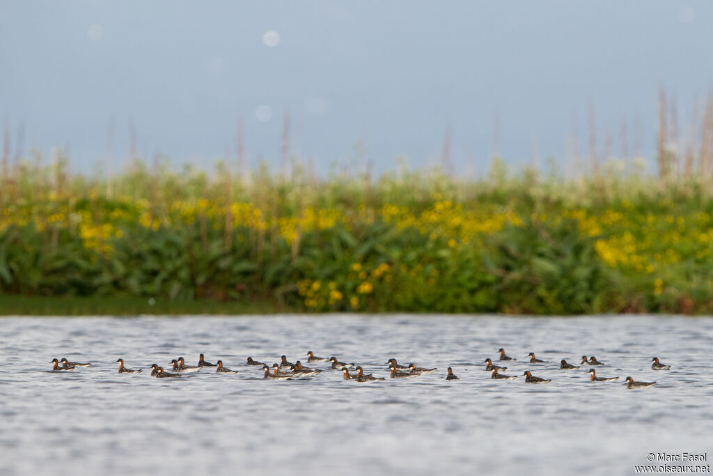 Phalarope à bec étroit