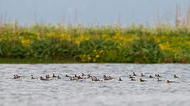 Phalarope à bec étroit