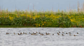 Phalarope à bec étroit