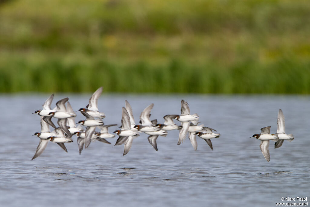 Red-necked Phalaropeadult, Flight