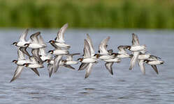 Phalarope à bec étroit