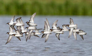 Red-necked Phalarope