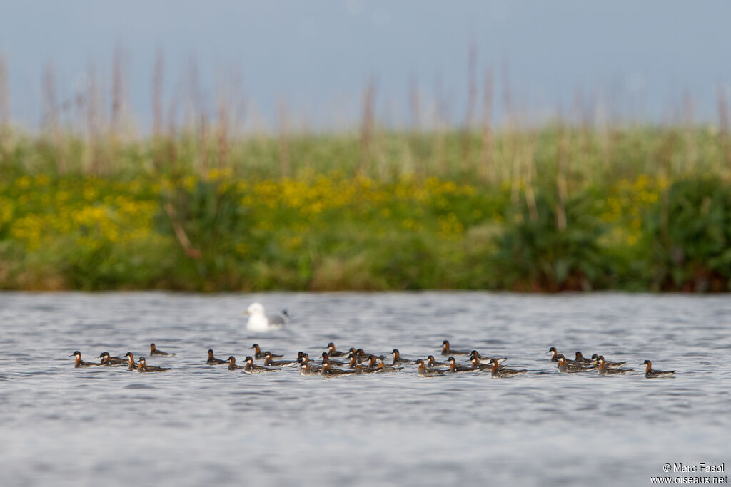 Phalarope à bec étroit