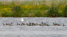 Phalarope à bec étroit