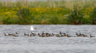 Red-necked Phalarope